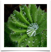 Water droplet - Alan Taylor.jpeg